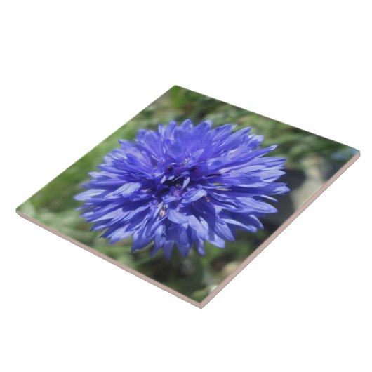 Keramik Tile - Blumenblauer Bachelor-Knopf Fliese (Seite)