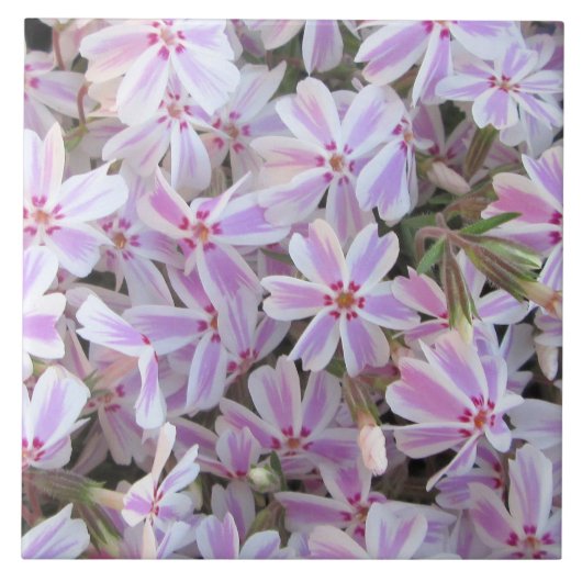 Keramik Tile - Candy Striped Phlox Fliese (Vorderseite)