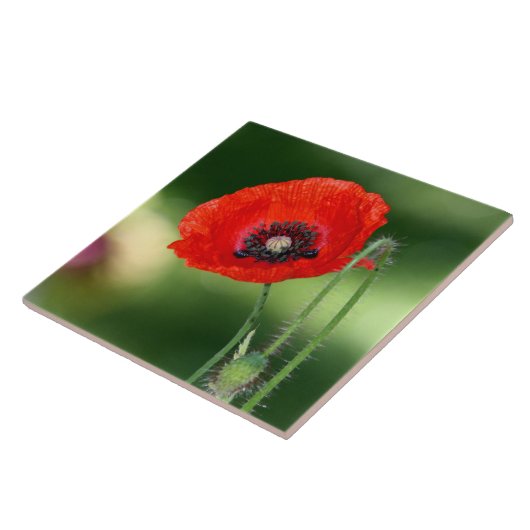 Keramik Tile Fliese (Seite)