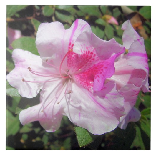 Keramik Tile - George Taber Azalea Fliese (Vorderseite)