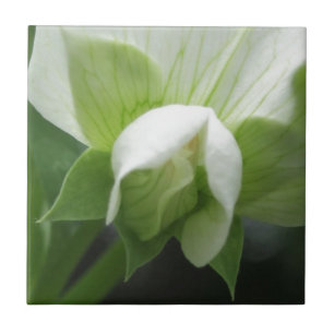 Keramik Tile Green White Botanic Fliese