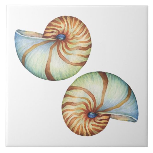 Keramik Tile - Muscheln Fliese (Vorderseite)