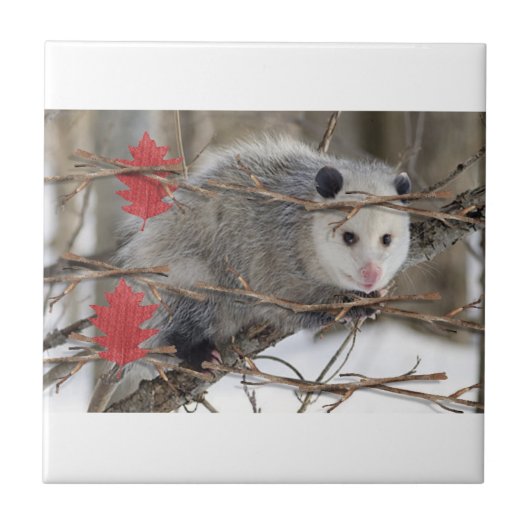 Keramik Tile Opossum-Natur Fliese (Vorderseite)
