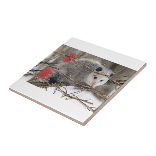 Keramik Tile Opossum-Natur Fliese (Seite)