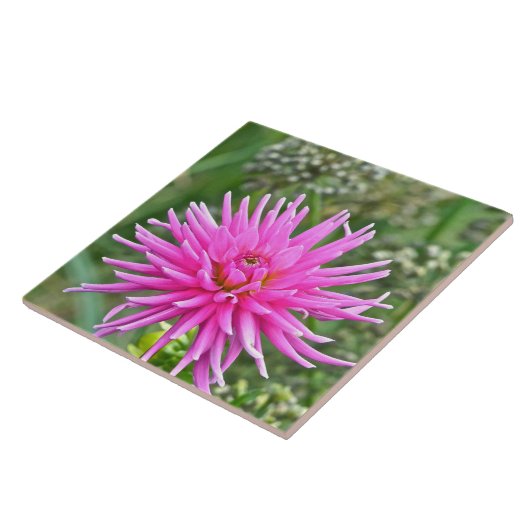 KERAMIK TILE /PINK DAHLIA FLIESE (Seite)