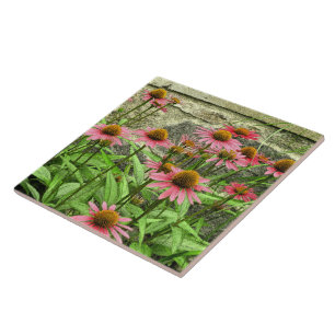 KERAMIK TILE/PINK KONEFLOWEREN GEGEN STEINWAND FLIESE