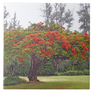 KERAMIK TILE, "ROYAL POINCIANA TREE"/RED BLOSSOMS FLIESE