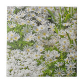KERAMIK TILE/TRIVET MIT WEISSEN SHASTA-DAISIEN FLIESE (Vorderseite)