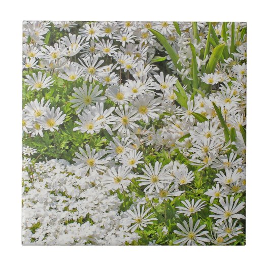 KERAMIK TILE/TRIVET MIT WEISSEN SHASTA-DAISIEN FLIESE (Vorderseite)