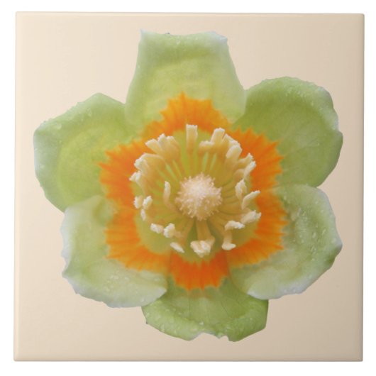 Keramik Tile - Tulip Poplar Tulip auf Creme Fliese (Vorderseite)