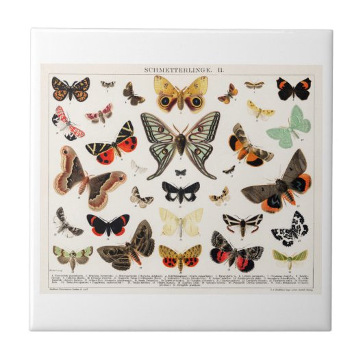 KERAMIK TITEL: ANTIQUE SCHALTFLEUNDLICHKEIT FLIESE (Vorderseite)