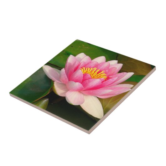 KERAMIK TITEL / PINK LOTUS BLOSSOM FLIESE (Seite)