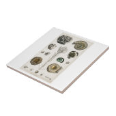 KERAMIK TITEL VINTAG "FOSSILS" OLIVER GOLDSMITH FLIESE (Seite)