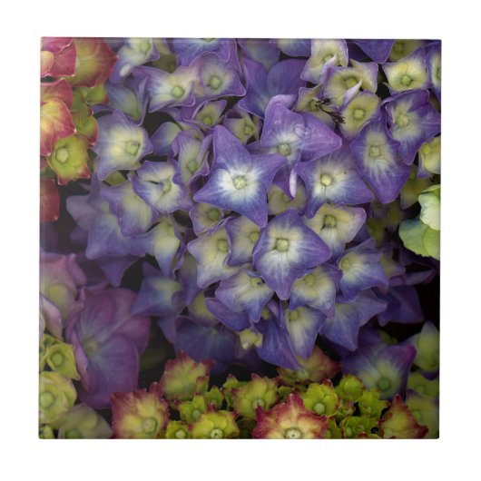 Keramik Untersetzer, Blumengarten Hydrangea Fliese (Vorderseite)
