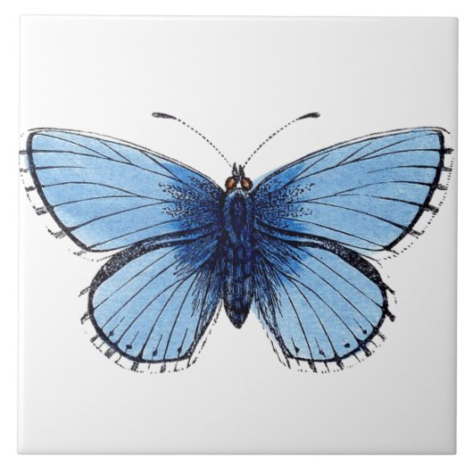 Keramikfliese - Blauer Schmetterling (Vorderseite)