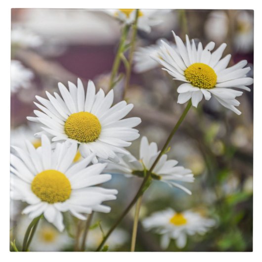 Keramikfliese der weißen Gänseblümchen (Vorderseite)