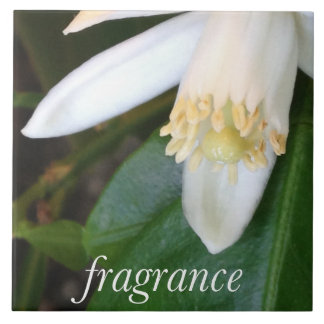 Keramikfliese "Fragrance" - DesignDElia