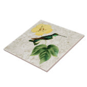 Keramikfliese mit Collared Inca Kolibri (Seite)