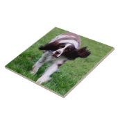 Keramikfliese mit einem Foto eines Spanielbetriebs (Seite)