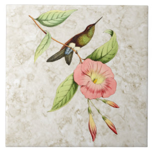 Keramikfliese mit Kupferbauch-Schnepfenkolibri