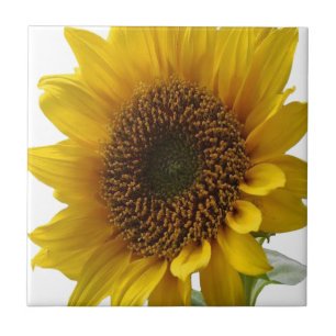 Keramikfliese Sonnenblume