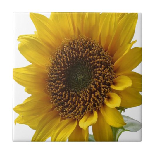 Keramikfliese Sonnenblume (Vorderseite)