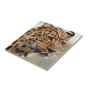 Keramikfliesen-Leopard Fliese