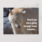 Kermode Bear ・ Probleme Postkarte (Vorderseite)