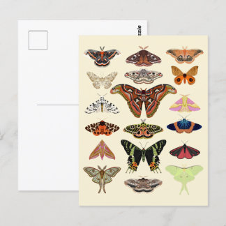 Kernmotten Postkarte