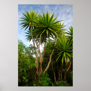 Kerzenbaum (Dracaena Concina), Ile Aux Poster