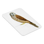 Kestrel 2011 magnet (Rechte Seite)