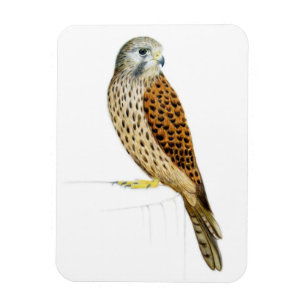 Kestrel 2011 magnet