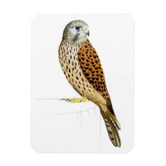 Kestrel 2011 magnet (Vertikal)
