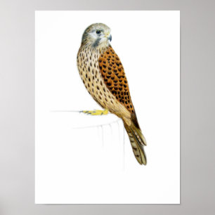 Kestrel 2011 poster