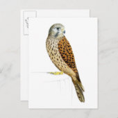 Kestrel 2011 postkarte (Vorne/Hinten)