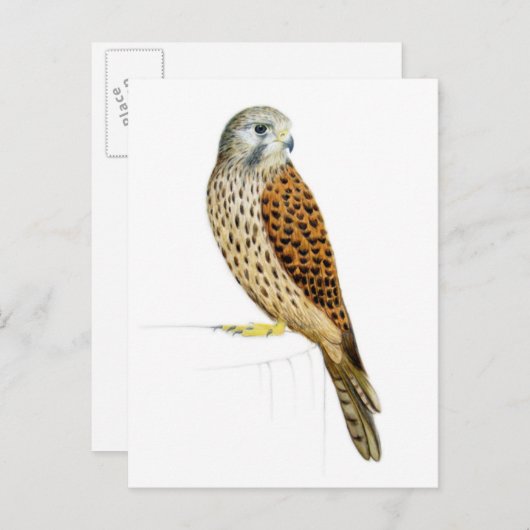 Kestrel 2011 postkarte (Vorne/Hinten)