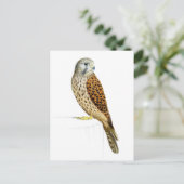 Kestrel 2011 postkarte (Stehend Vorderseite)