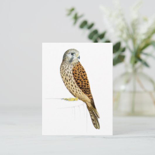 Kestrel 2011 postkarte (Stehend Vorderseite)