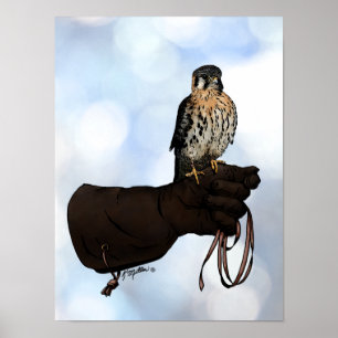 Kestrel auf Glove Illustration Poster