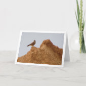 Kestrel Bird, Falco Tinnunculus Card Karte (Vorderseite)