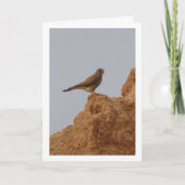 Kestrel Bird, Falco Tinnunculus Card Karte (Vorderseite)