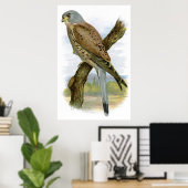 Kestrel - Falco tinnunculus Poster (Heimbüro)