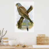 Kestrel - Falco tinnunculus Poster (Küche)