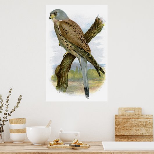 Kestrel - Falco tinnunculus Poster (Küche)