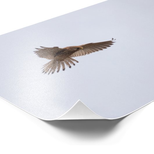 Kestrel Fotodruck (Ecke)