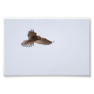 Kestrel Fotodruck