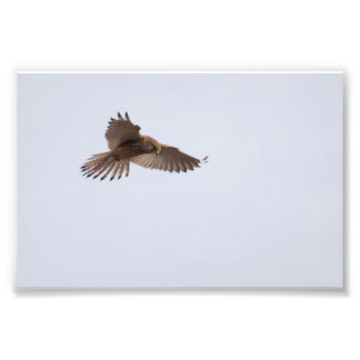 Kestrel Fotodruck