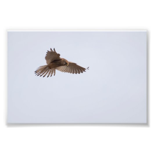Kestrel Fotodruck (Vorne)