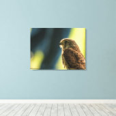 Kestrel in Gefangenschaft Leinwanddruck (Insitu (Holzboden))