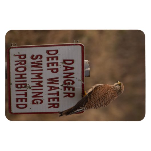 Kestrel Magnet (Horizontal)